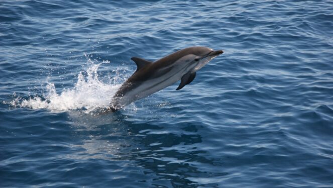 papeetesaison2010001-xxl